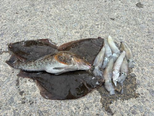 マメイカの釣果