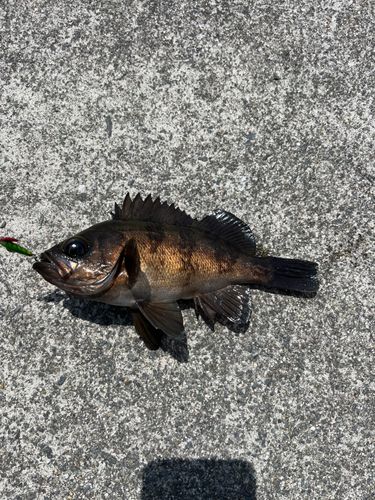 メバルの釣果