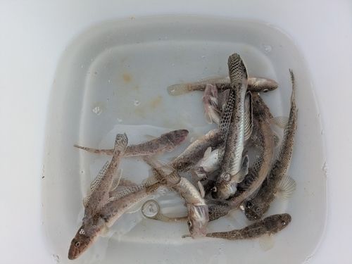 ハゼの釣果