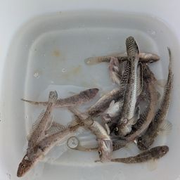 ハゼ
