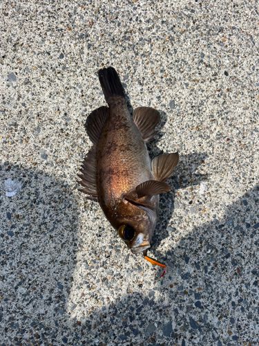 メバルの釣果