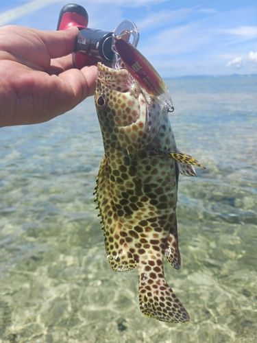 イシミーバイの釣果