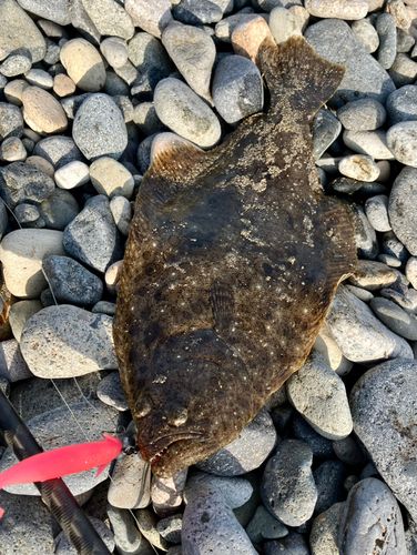 ヒラメの釣果