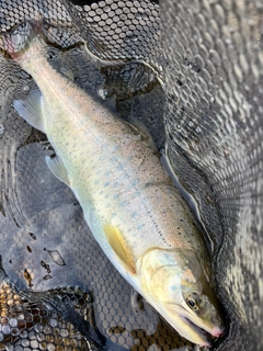 ヤマメの釣果