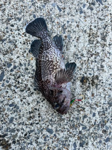 クロソイの釣果