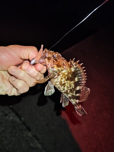 カサゴの釣果