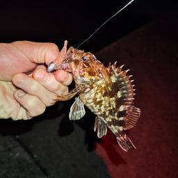 カサゴ