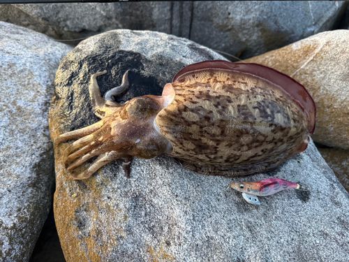 コウイカの釣果