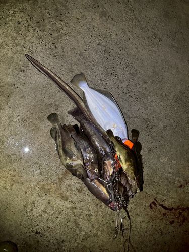 アナゴの釣果