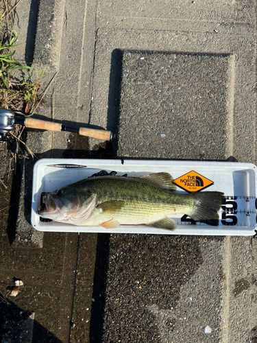 ラージマウスバスの釣果