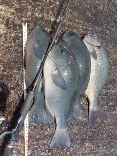 グレの釣果