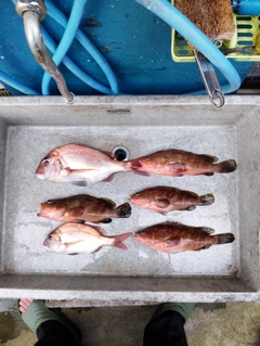 アコウの釣果