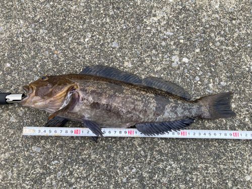 アイナメの釣果