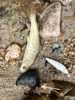 イワナの釣果