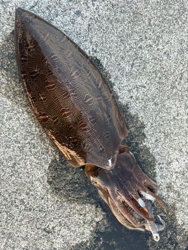 モンゴウイカの釣果