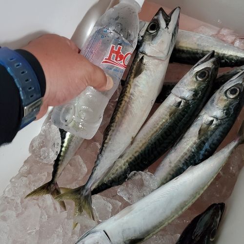 ゴマサバの釣果