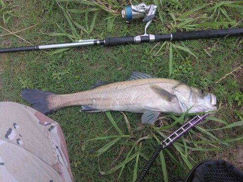 シーバスの釣果