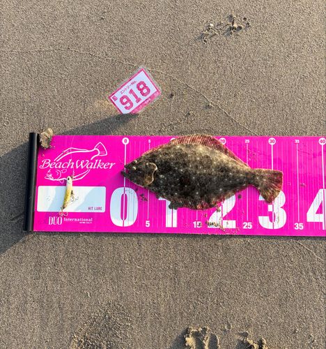 ヒラメの釣果