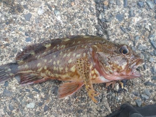 ガシラの釣果