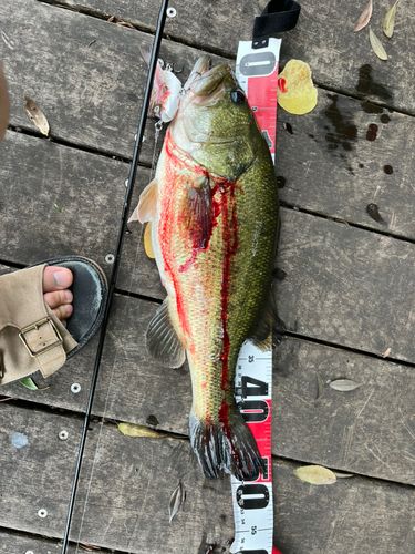 御笠川で釣れたブラックバスの釣り・釣果情報 - アングラーズ