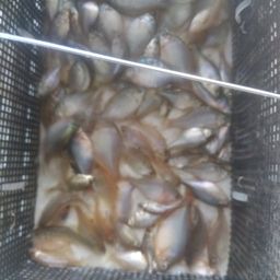 タナゴ