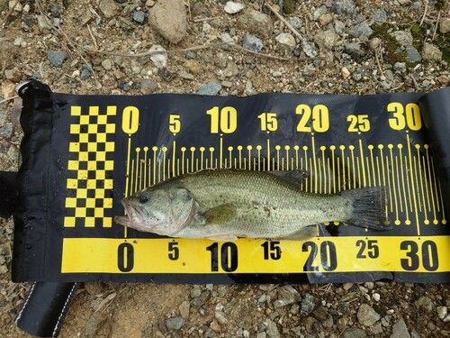 ブラックバスの釣果