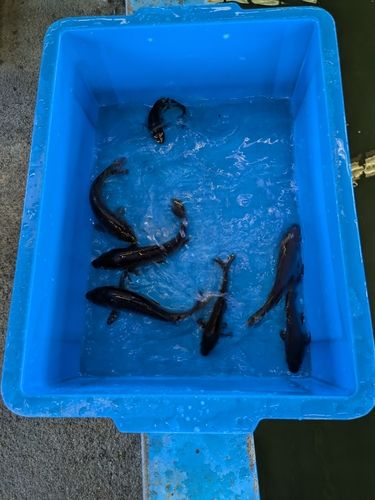 キンギョの釣果