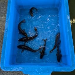 キンギョ