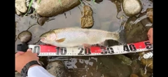 ニジマスの釣果