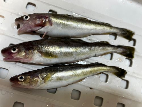 コマイの釣果