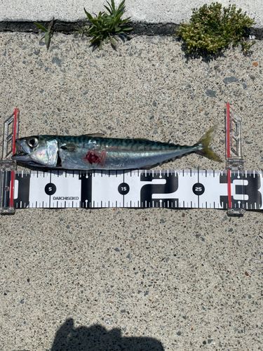 サバの釣果