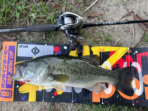 ブラックバスの釣果