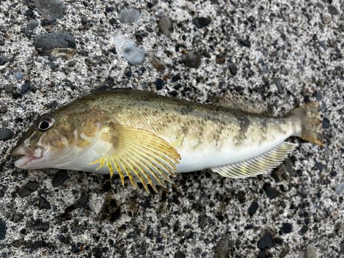 アイナメの釣果