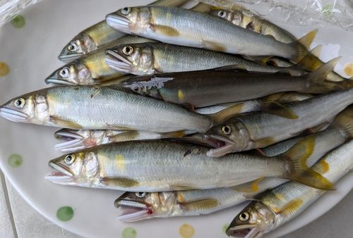 アユの釣果