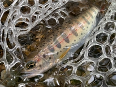 アマゴの釣果