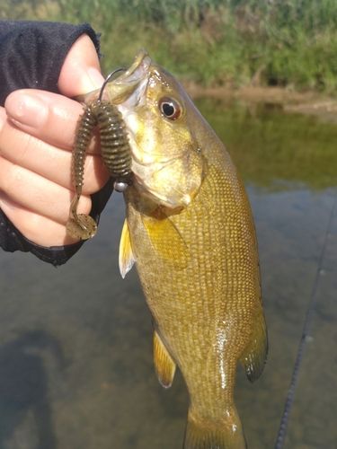 スモールマウスバスの釣果