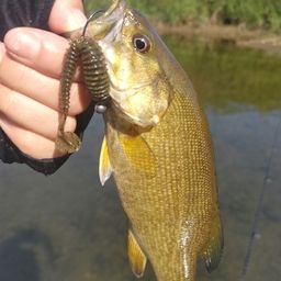 スモールマウスバス