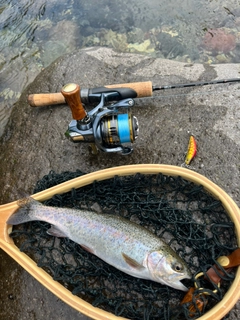 ニジマスの釣果