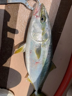 ハマチの釣果