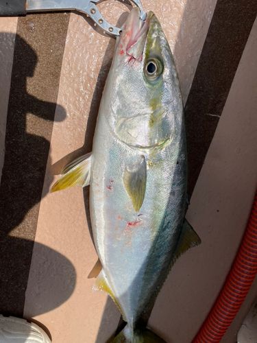 ハマチの釣果