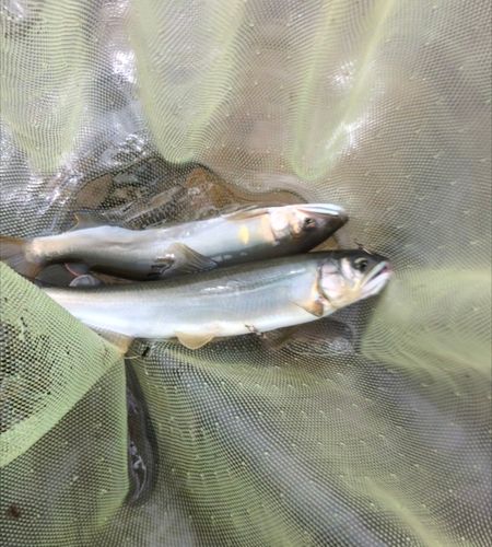 アユの釣果