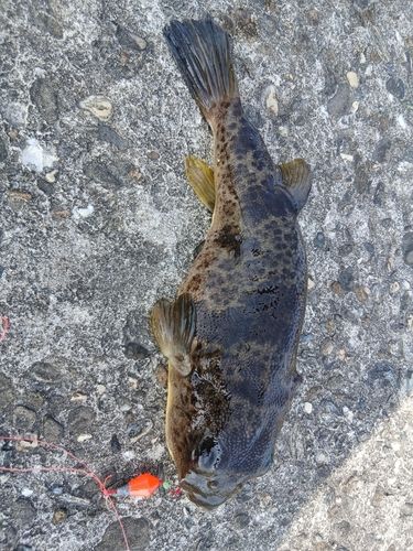 クサフグの釣果