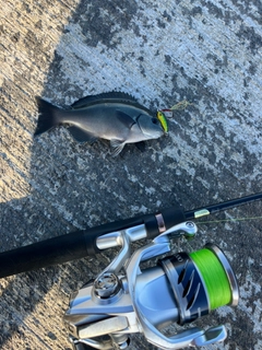 メジナの釣果