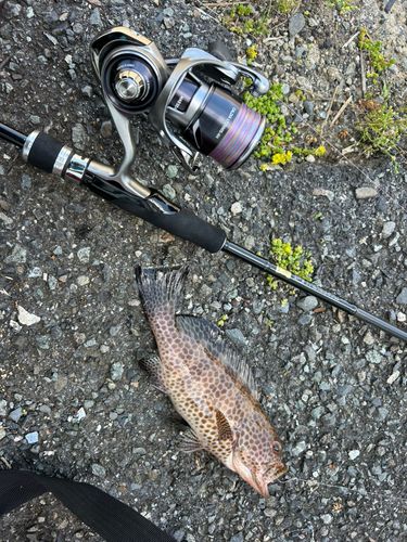オオモンハタの釣果