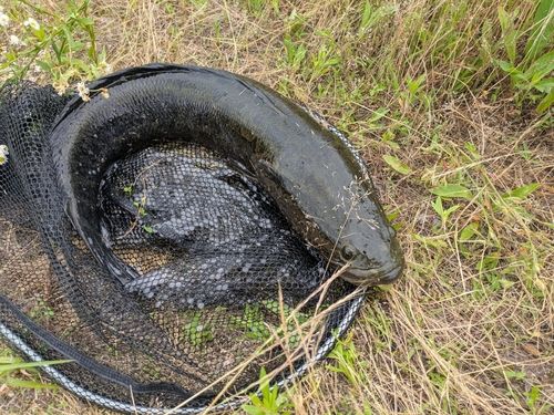 ライギョの釣果