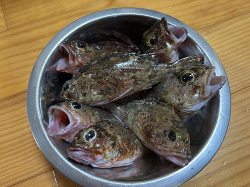 カサゴの釣果