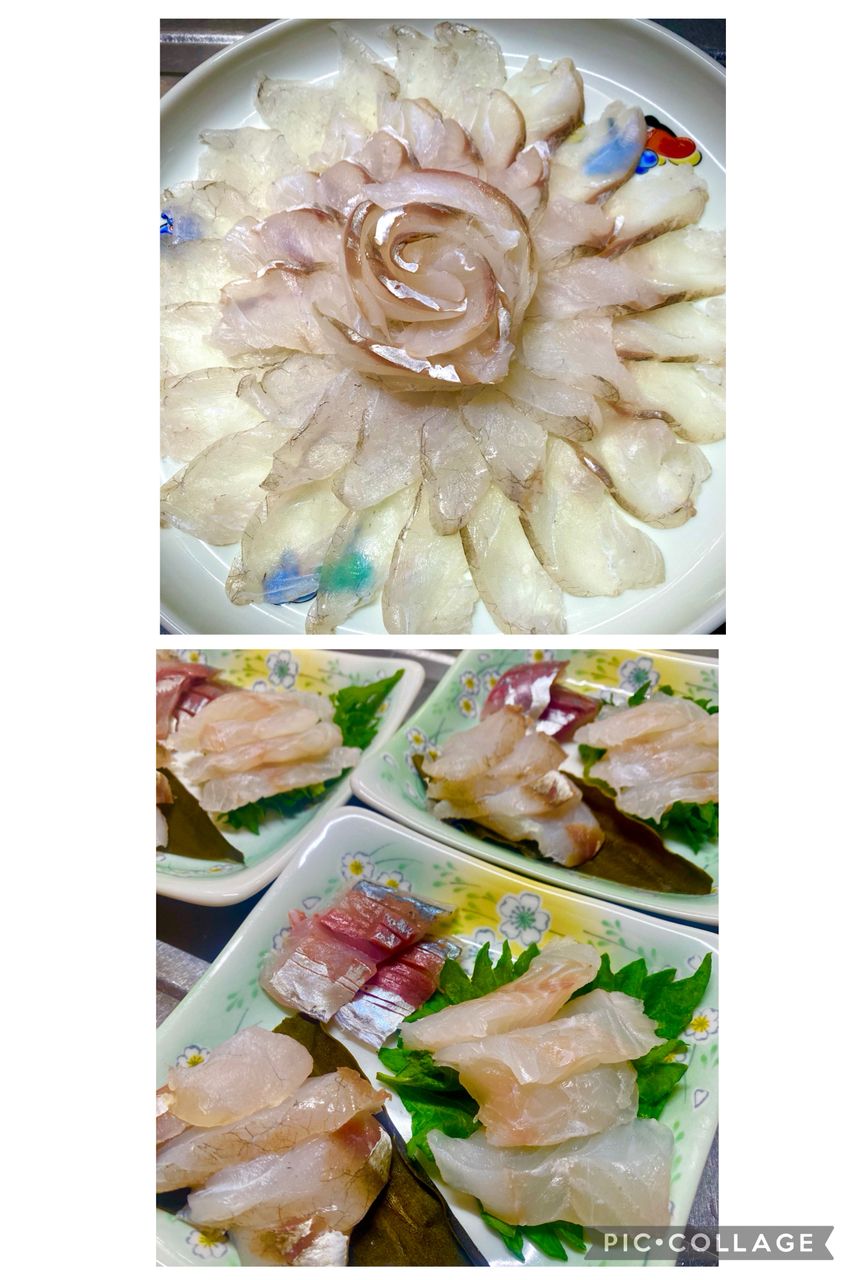 マゴチ