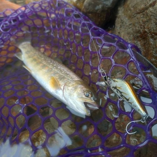 イワナの釣果