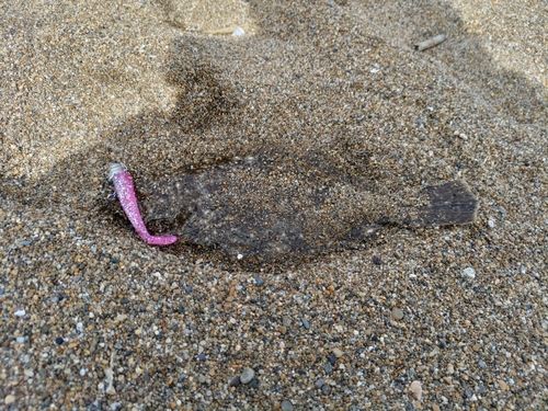 ソゲの釣果