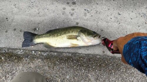 ラージマウスバスの釣果